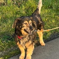 Zordon von kettenlos, Hund zur Adoption