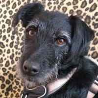 FELICITI - pfiffiges&süßes Hundemädel, Hündin zur Adoption