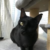 Dylan aus dem Tierschutz, Kater zur Adoption