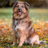 SLY - menschenbezogen&sensibel, Hund zur Adoption