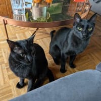 Matteo und Apollo aus dem Tierschutz, Kater zur Adoption