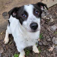 ODELL, chien à adopter