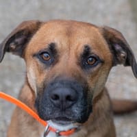 SAKOM, chienne à adopter