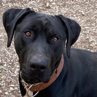 VICTOR, chien à adopter