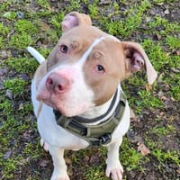 THAICKO, chienne à adopter