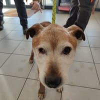 DIAMS QCN, chien à adopter