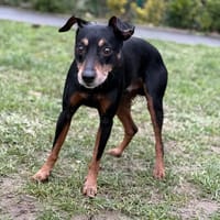 Marlone CAA14584, chien à adopter