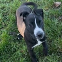 ARETHA (réservée) OAA19914, chienne à adopter