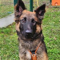 THANOS, chien à adopter