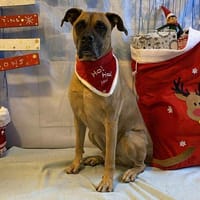 FALCO CHAO, chien à adopter