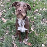 ROMY, chienne à adopter