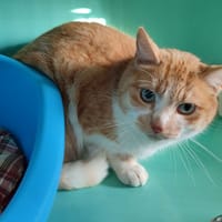 RAGLAN QCT, chat à adopter