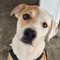 WEIKO QCN, chien à adopter