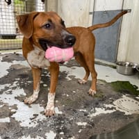 JOFFREY dit JACK, chien à adopter