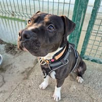 ULYSSE QCN, chien à adopter