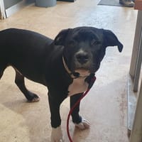 CLYDE (réservé) OAA19890, chien à adopter