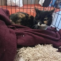 PAULETTE, chatte à adopter
