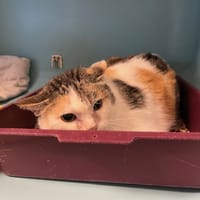 CONSTA, chatte à adopter