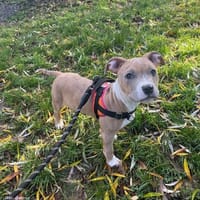 OAA19889 SORON, chien à adopter