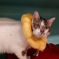 PEPINO, chat à adopter