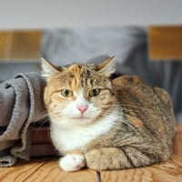 CHATAIGNE, chatte à adopter