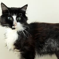 CHARLY PAB27534, chat à adopter