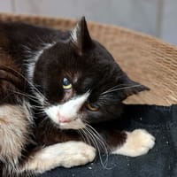 JULIUS, chat à adopter