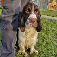 BILL, chien à adopter