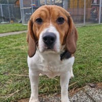 HARRY, chien à adopter