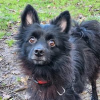 SIYO, chien à adopter