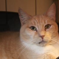 tempete, chat à adopter