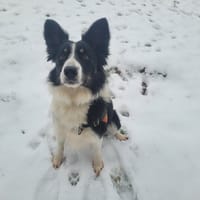 WINDY, chienne à adopter