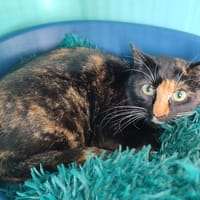 ROSE QCT, chatte à adopter