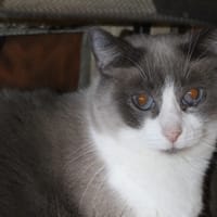 frimousse, chatte à adopter