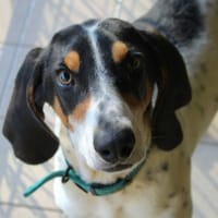 noupy, chien à adopter