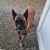 JUNIOR, chien à adopter