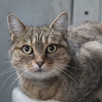 anaïssa, chatte à adopter