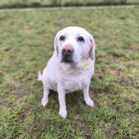 MAGIE, chienne à adopter