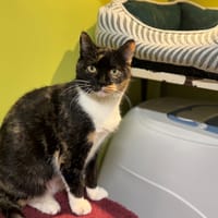 RAIA (réservée) A17234, chatte à adopter