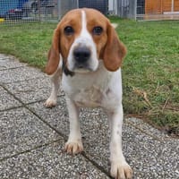 LILA, chienne à adopter