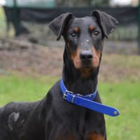 JOHN CHAO, chien à adopter