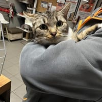 MOUMOUNE, chatte à adopter