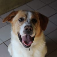 AUSTIN, chien à adopter