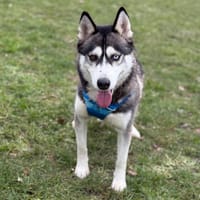 Kika CAA14585, chienne à adopter