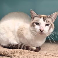 FLOCON, chat à adopter