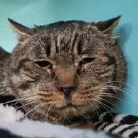 Brugnon, chat à adopter