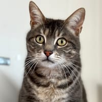 Harley, chat à adopter