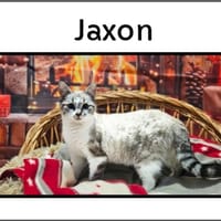 JAXON (Réservée) (CALINE), chatte à adopter
