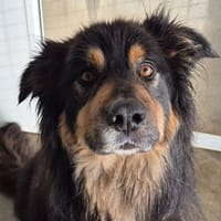 OSCAR QCN, chien à adopter