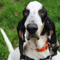 JOY, chienne à adopter